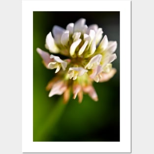 White Clover Posters and Art